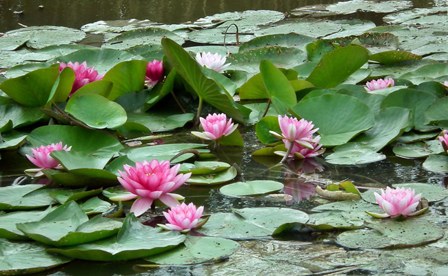 Nénuphars en fleurs sur un plan d'eau paisible